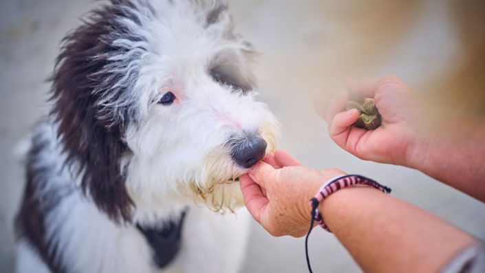 Person-Giving-Treat-to-Dog