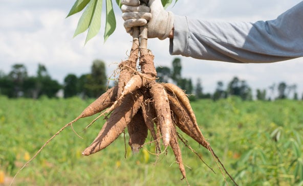 tapioca roots