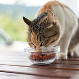 Cat eating food from a bowl