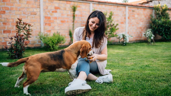 woman sitting on grass playing with beagle dog