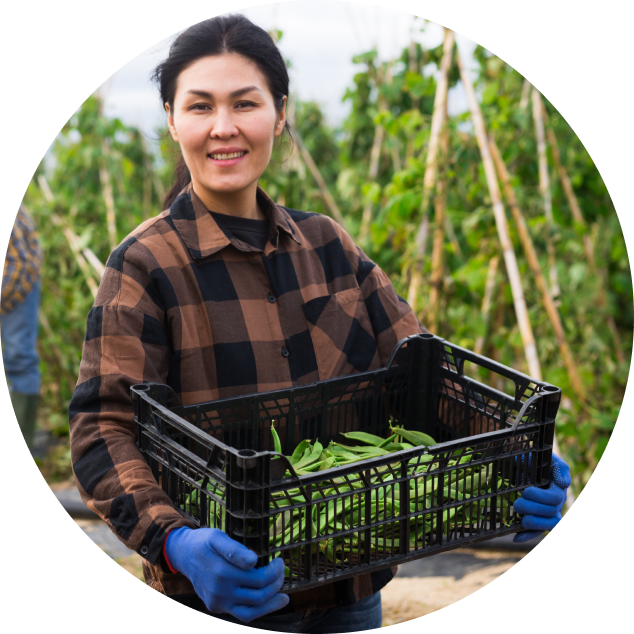 Portrait of woman farmer holding box of peas or beans in her hands on a farm field