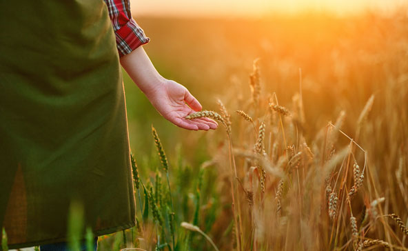 hand touching wheat