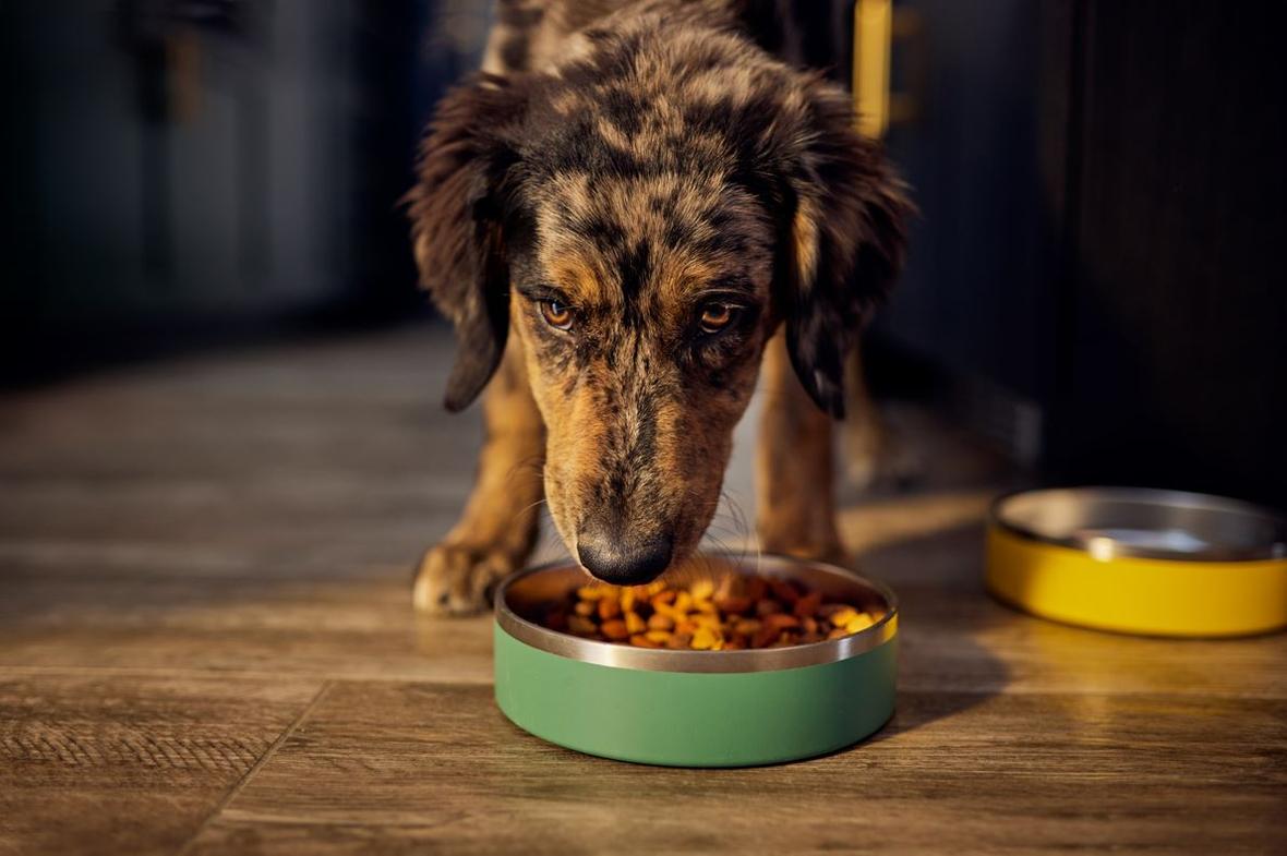 dog eating food from a green bowl