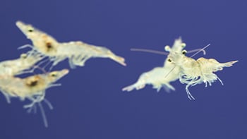 A photo of young aquaculture in water. 