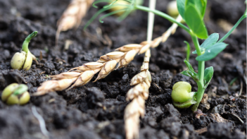 A close-up of wheat lying on top of wet soil on the ground.