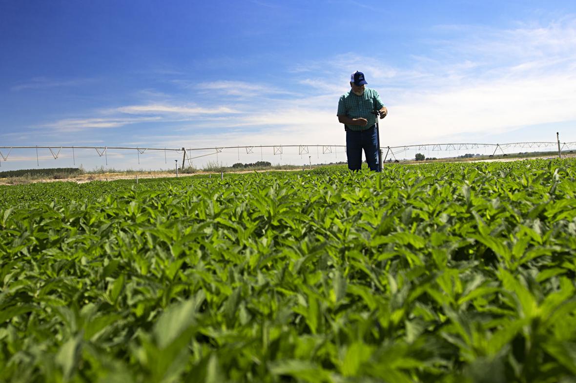 Man standing in mint field IMG 6269 2022 01 v1 lores