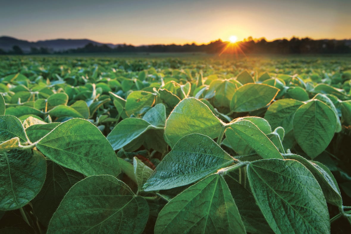 Soy field in early morning AdobeStock 276042198