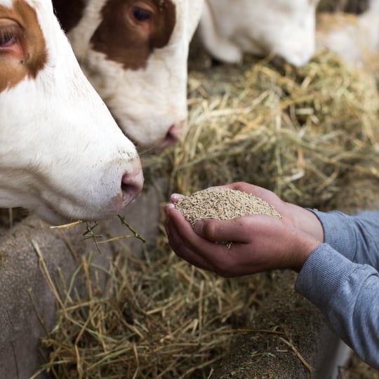  Farmer giving granules to cows