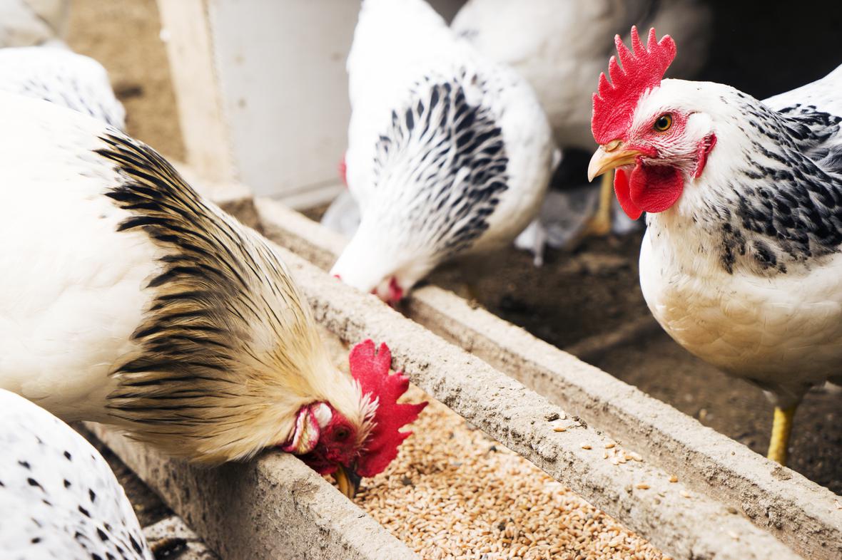 Chickens feeding on a farm