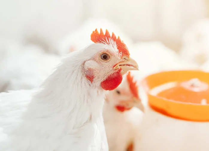 Photo of a chicken with an orange bowl behind.