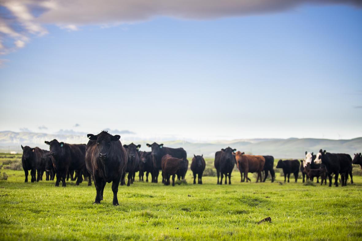 Beef cattle on an open range