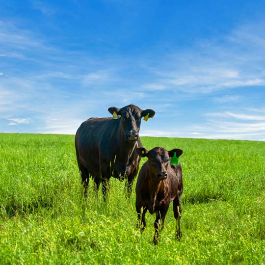 A cow and her calf in a green pasture on a sunny day.