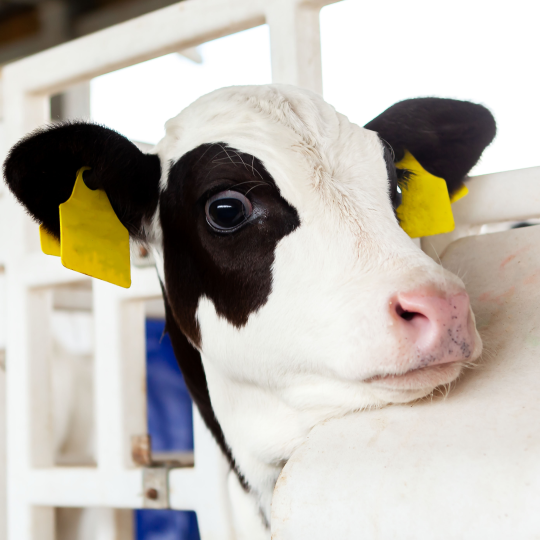 A close up of a black and white dairy cow’s head