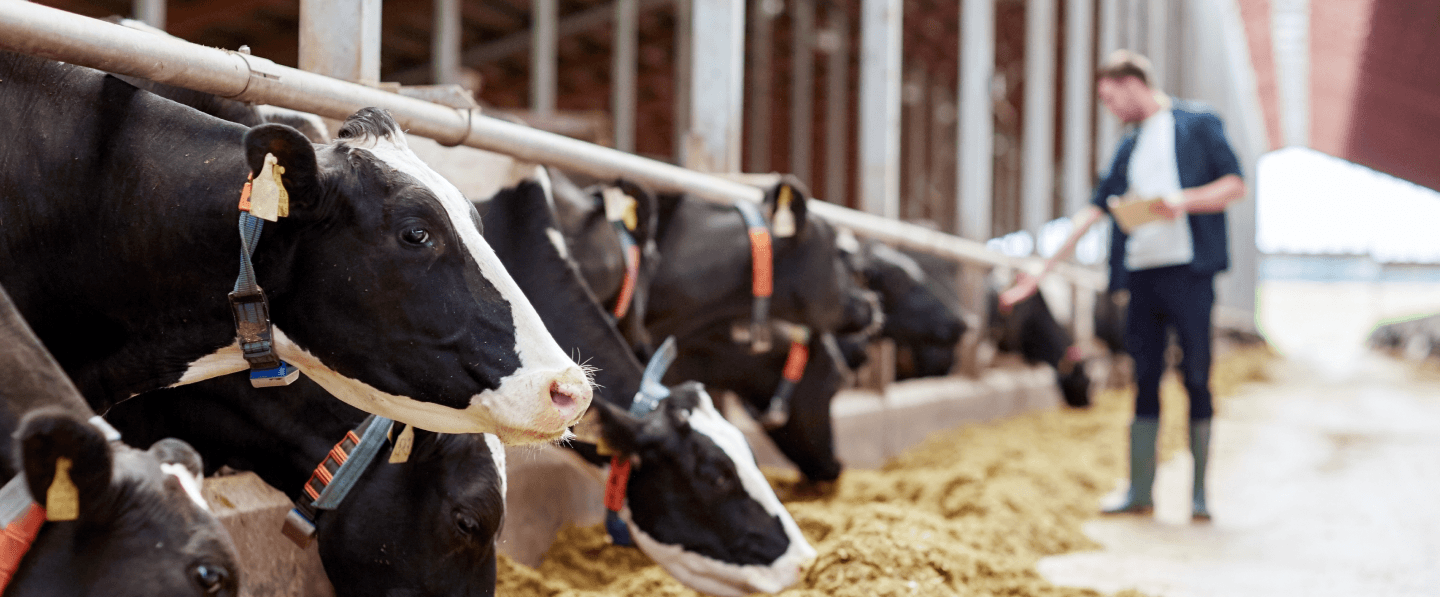  A farmer standing by a row of black and white cattle feeding