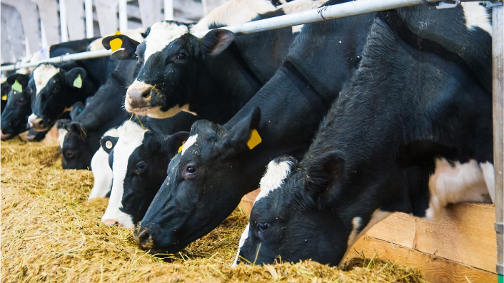 A row of black and white cattle at a feed station