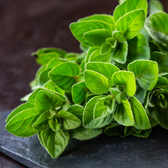 Photo of fresh oregano