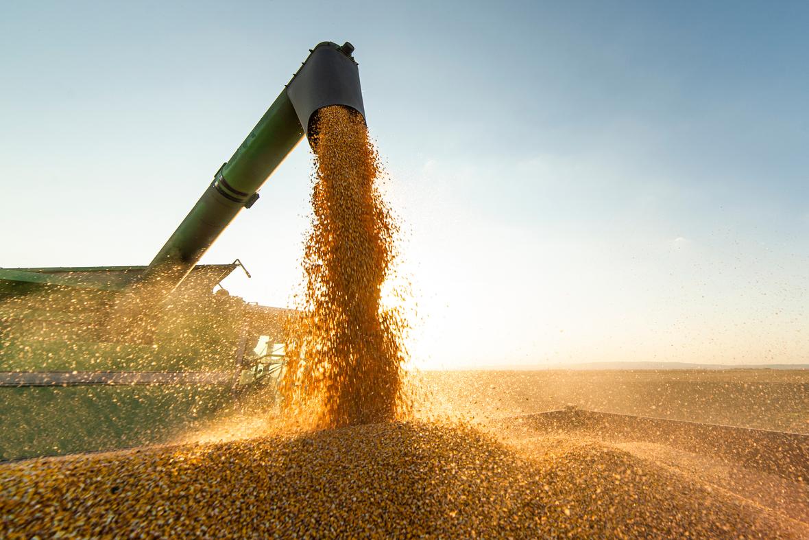 Harvester Dispensing Soy AdobeStock 388468797