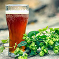 our portfolio   Varietal Hop Oils Lager like beer beverage with hop plant