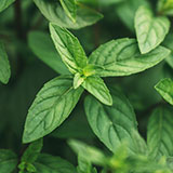 A close up of a mint plant