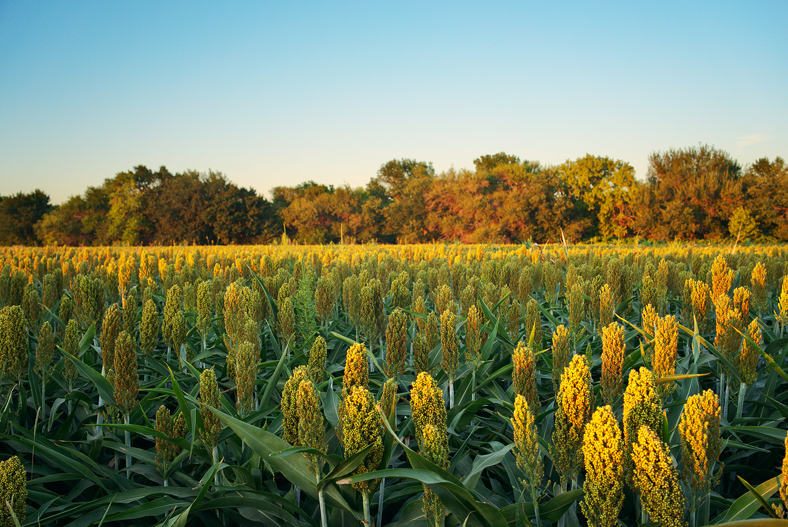 Sorghum FIelds