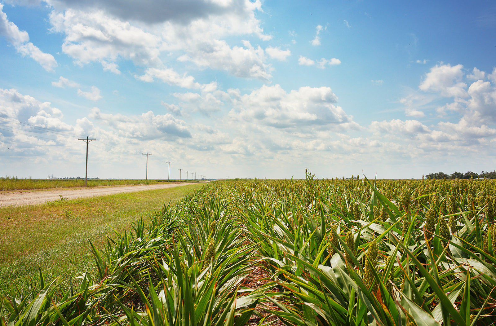 Sorghum Fields