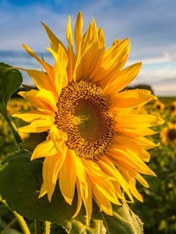 Photo of a sunflower field centered on one sunflower close up.