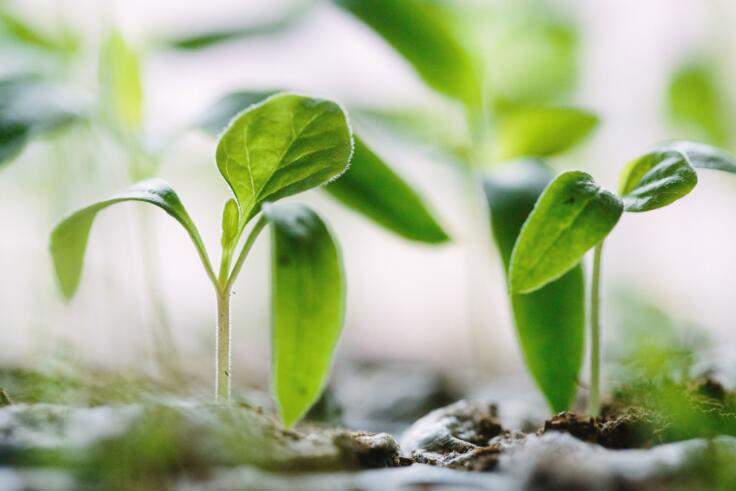 Soy plants in foreground