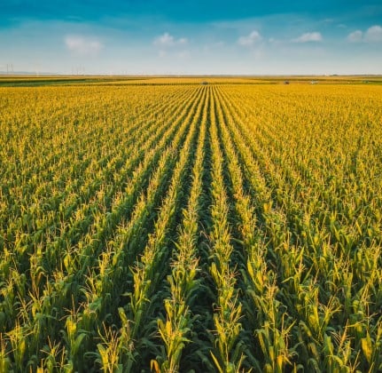 Corn Fields with sunset