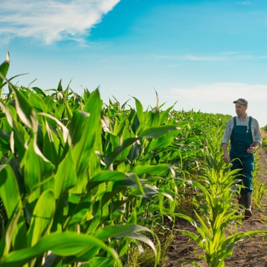 sweet-sustainability regenerative agriculture