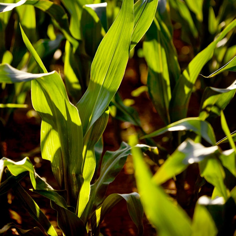 reg ag image
